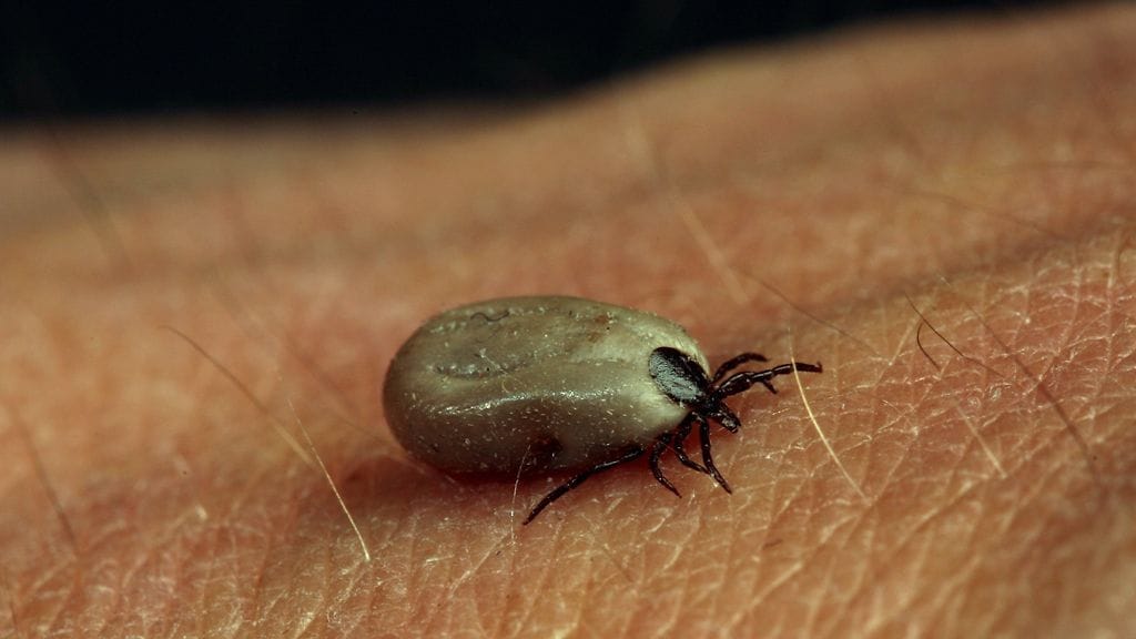 Punkkien levittämä TBE-virus on yhä harvinainen Suomessa.