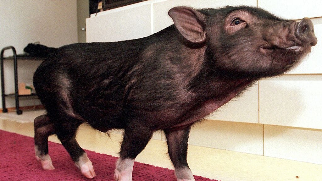 Kuvan possua ei ammuttu, sillä se on Martti Toivosen Patrick-possu, joka asuu Helsingissä Malmilla.