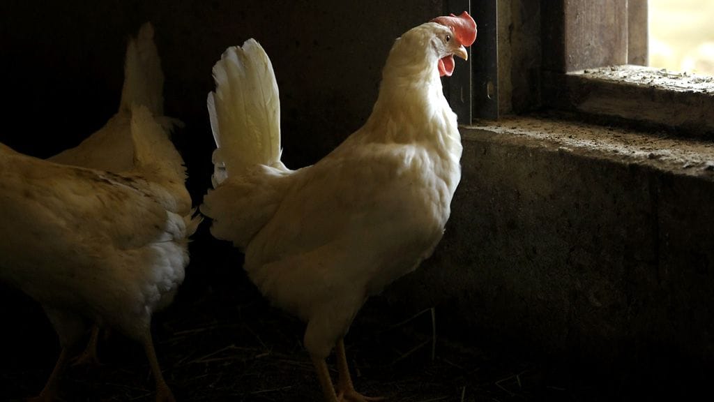 Ruotsin maatalousministeriö on kehottanut pitämään siipikarjan mahdollisuuksien mukaan sisätiloissa. Kuvituskuva.