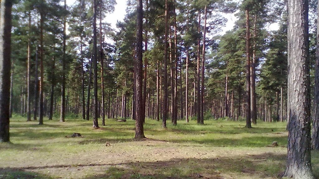 Salman iskemä teltta sijaitsi kuvan metsäaukealla