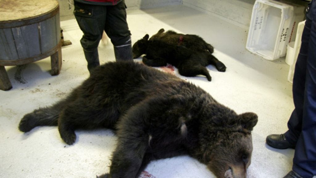 Keski-ikäistä naislenkkeilijää purrut karhu poikasineen Lappeenrannassa 3. heinäkuuta 2009. Karhu ja sen kaksi poikasta ammuttiin pellolle lähelle Taalikkalan koulua. Etsintöihin osallistui useita poliisipartioita, metsästäjiä ja Rajavartioston helikopteri. Karhun jäljille päästiin kuitenkin poliisikoiran saatua vainun karhusta.