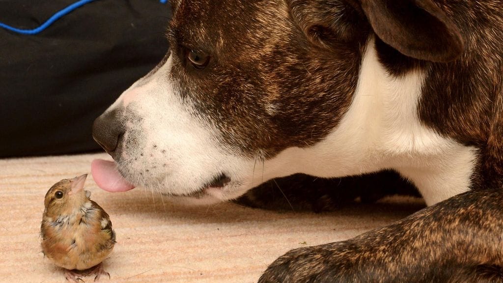 Winston antaa florencelle koirapusun.