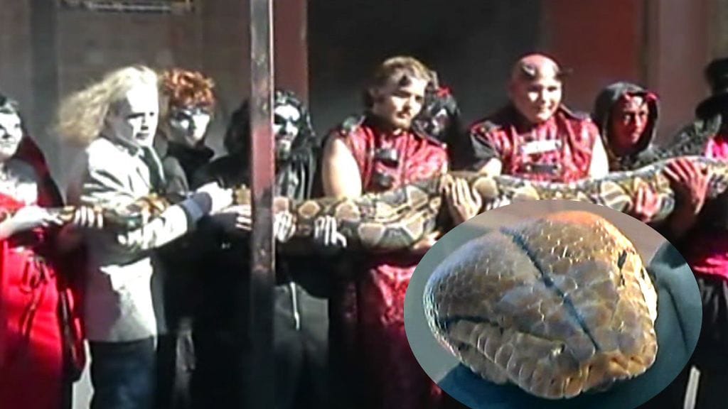 Antaisitko halin? 7-vuotias verkkopyton Medusa on todennäköisesti maailman suurin käärme. (Kuva: CNN)