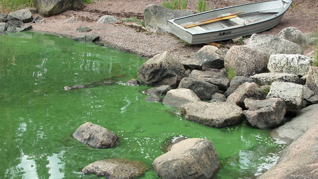 Sinilevää Porvoon saaristossa. Kuvituskuva.