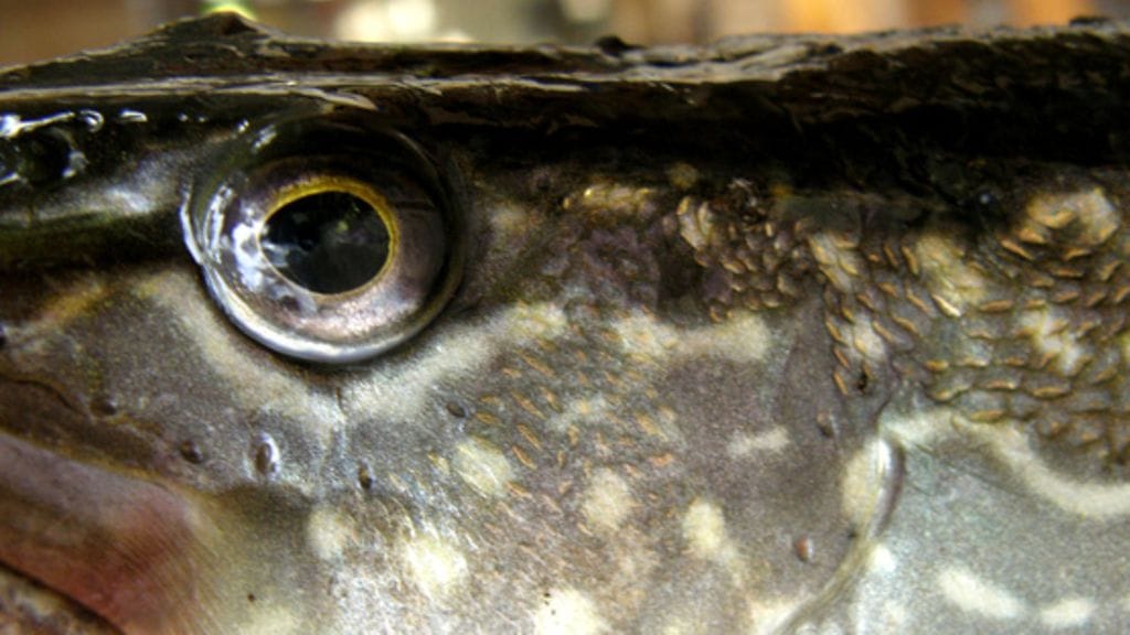 Kuvituskuva. Mäkelän serkku sai koukkuunsa puolitoistakiloisen hauen.