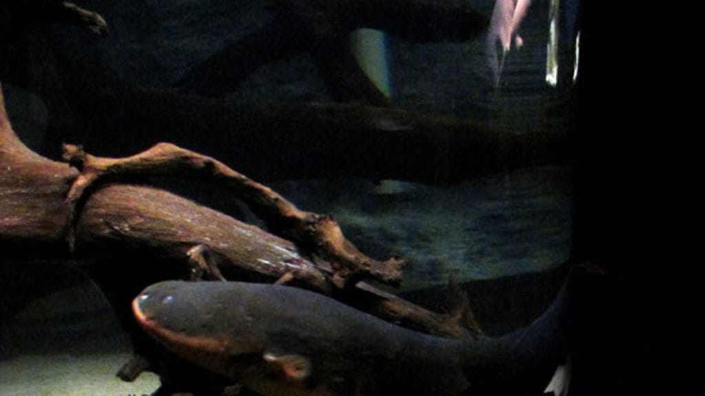 Sähköankerias Raipe. Kuva: SeaLIfe.