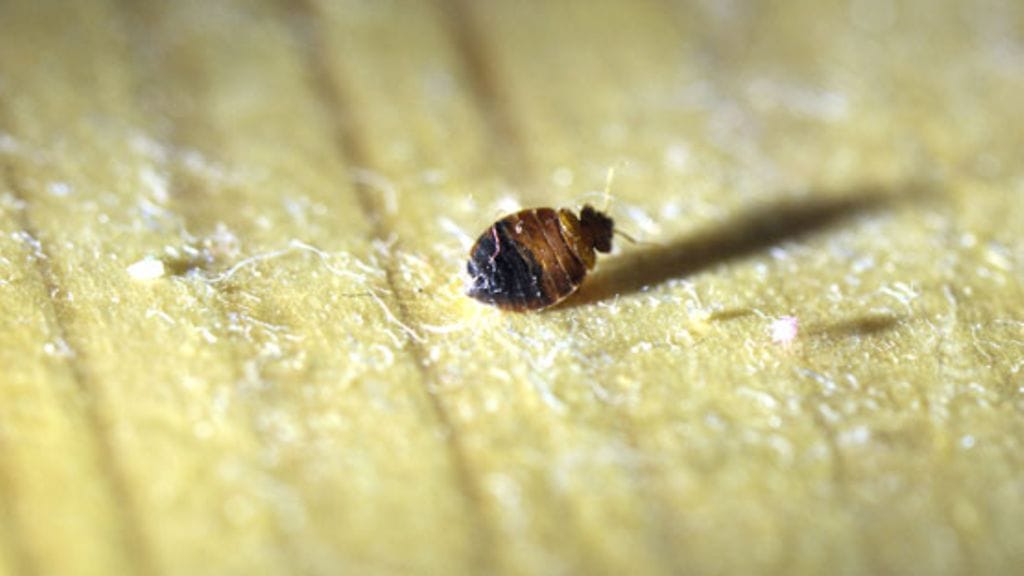 Kuollut seinälude (Cimex lectularius) asunnossa Helsingissä 20. elokuuta 2010. (Kuva: Lehtikuva)