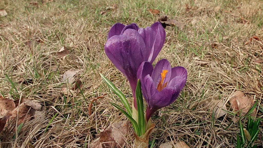 Krookukset ovat kevään ensimmäisiä kukkijoita. Ne ovat myös kanien herkkua.