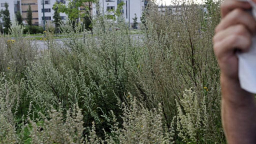 Pujoa Tammistossa Vantaalla 29. heinäkuuta 2009. Pujo on pahimpia siitepölyallergian aiheuttajia, koska se tuottaa muita kasveja enemmän siitepölyä. Lehtikuva