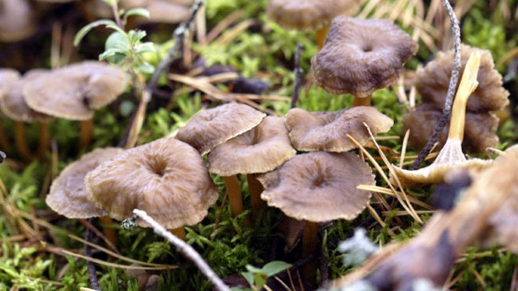 Suppilovahverot täytyy muiden sienten tapaan paistaa ennen pakastamista.