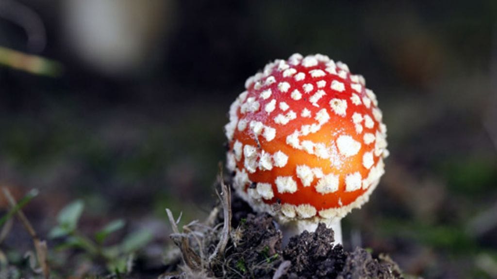 Punainen kärpässieni on myrkyllinen. Kuva: Lehtikuva