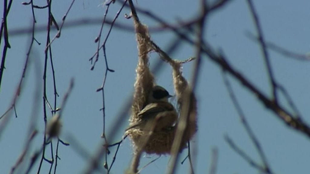 Pussitiainen aloitti pesänrakennuspuuhat vapun aikoihin.