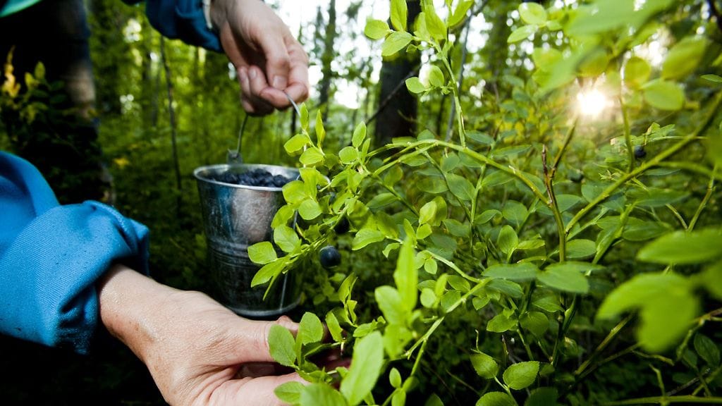 Kainuulainen marjayritys ja thaimaalaiset marjanpoimijat joutuivat konfliktiin, kun poimijat olivat tyytymättömiä tuloihinsa.