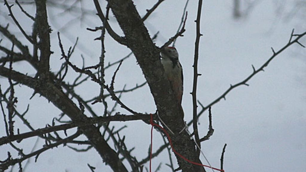 12-vuotias asikkalalainen koulupoika Tuomas Meriläinen teki harvinaisen löydön Suomen lintulajeihin: tammitikan. (Kuva: Tuomas Meriläinen 25.11.2010)