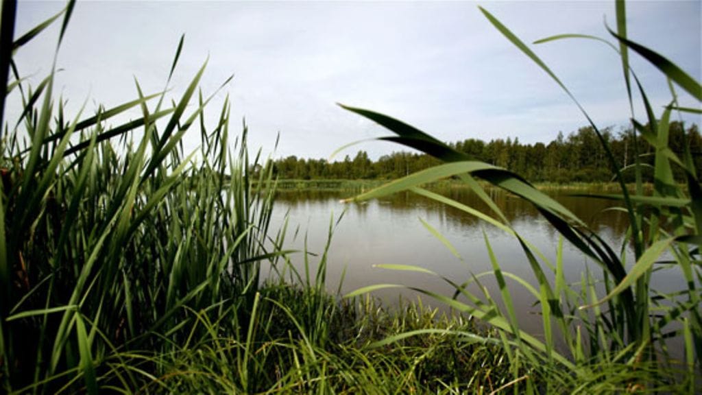 Tuusulassa sijaitsevaa Rantamon kosteikkoa 14. elokuuta 2007. (LEHTIKUVA)