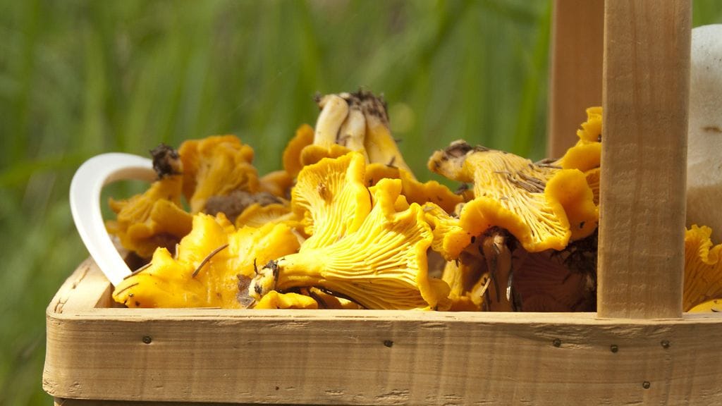 Syksy on kanttarellien juhlaa.