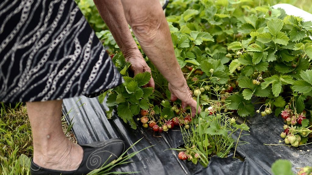 Työoloja helteisillä mansikkapelloilla on helpotettu muun muassa siten, että poimintaa on aikaistettu ja, että työntekijät pääsevät myös ilmastoituun tilaan.