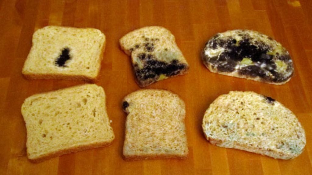 Leivät säilyivät paremmin omassa pussissaan kuin pakastepussissa. Ylärivissä noin 8 päivää vanhat pakastepussissa säilytetyt Reilu, Fazer paahto ja Pirkka-viipaleet. Alarivissä samat leivät, joita oli säilytetty omassa pussissaan.Kuva: Miia Hakkarainen