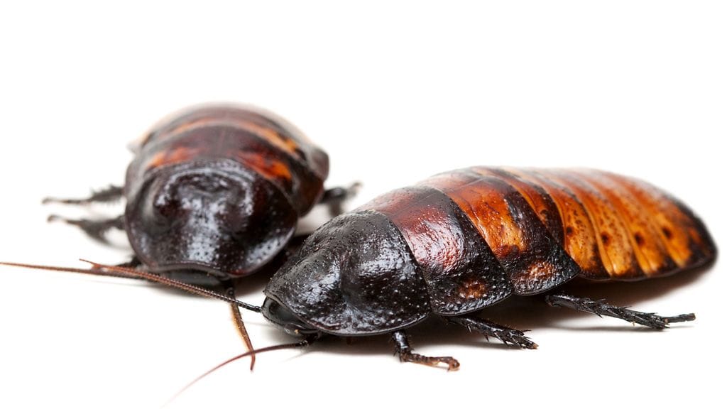 Postissa lähetetty torakkapaketti aiheutti hämmennystä ruotsalaispostissa. Kuvituskuva.