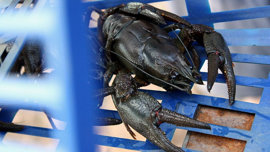 Jokirapu rapumerrassa.