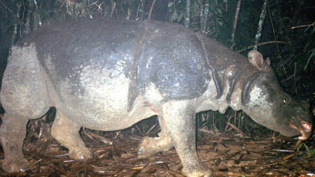 WWF:n mukaan jaavansarvikuono on kuollut sukupuuttoon Vietnamissa. Kuva: WWF-Greater Mekong