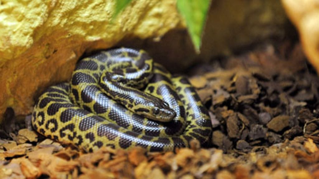 Toisen keltaisen anakondan (Eunectes notaeus) poikasia Tropicariossa. (Kuva: Lehtikuva)