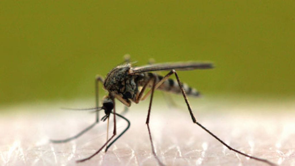 Hyttysiä luvassa runsain määrin tänä kesänä. (Lehtikuva)