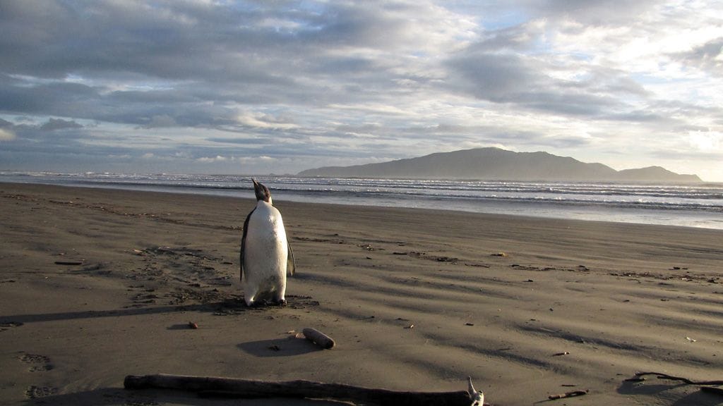 Pingviini Uudessa-Seelannissa. Kuva: EPA.
