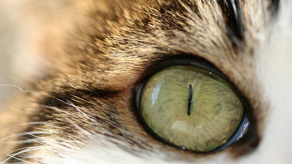 Kaksi kissaa löydettiin kuoliaaksi nääntyneina ja yksi jouduttiin lopettamaan. Neljästä kissasta yksi pelastui sen päästyä ulos asunnosta.