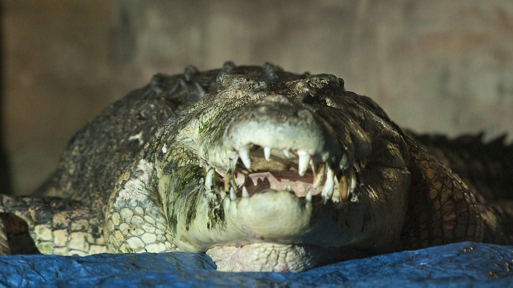 Krokotiilit ovat yleisiä Pohjois-Australiassa, ja ne tappavat keskimäärin kaksi ihmistä vuodessa.