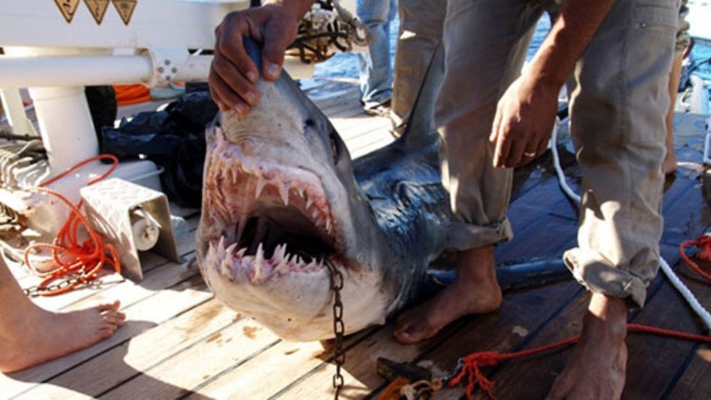 Egyptin viranomaiset pyydystivät aiemmin viikolla tämän hain, koska he uskoivat sen olleen hyökkäysten takana.