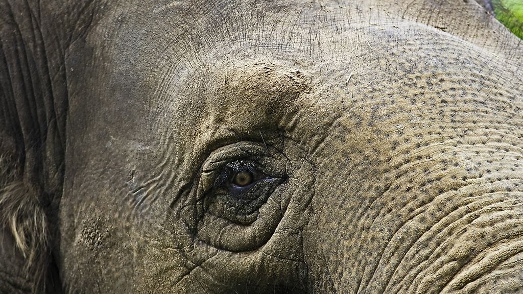 Kamppailun kumppanista hävinnyt norsu purki harmituksensa ajoneuvoihin. Norsu vahingoitti ainakin 18:aa autoa Kiinassa. Kuvituskuva.