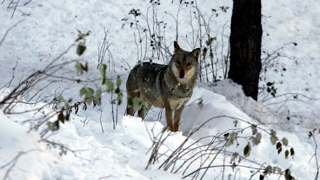 Susi luonnossa. Kuvituskuvaa.