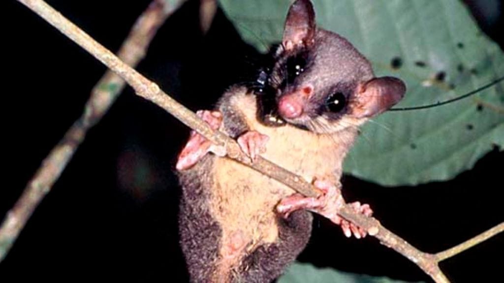 Puupäästäinen (Kuva: ANNETTE ZITZMAN /Epa)