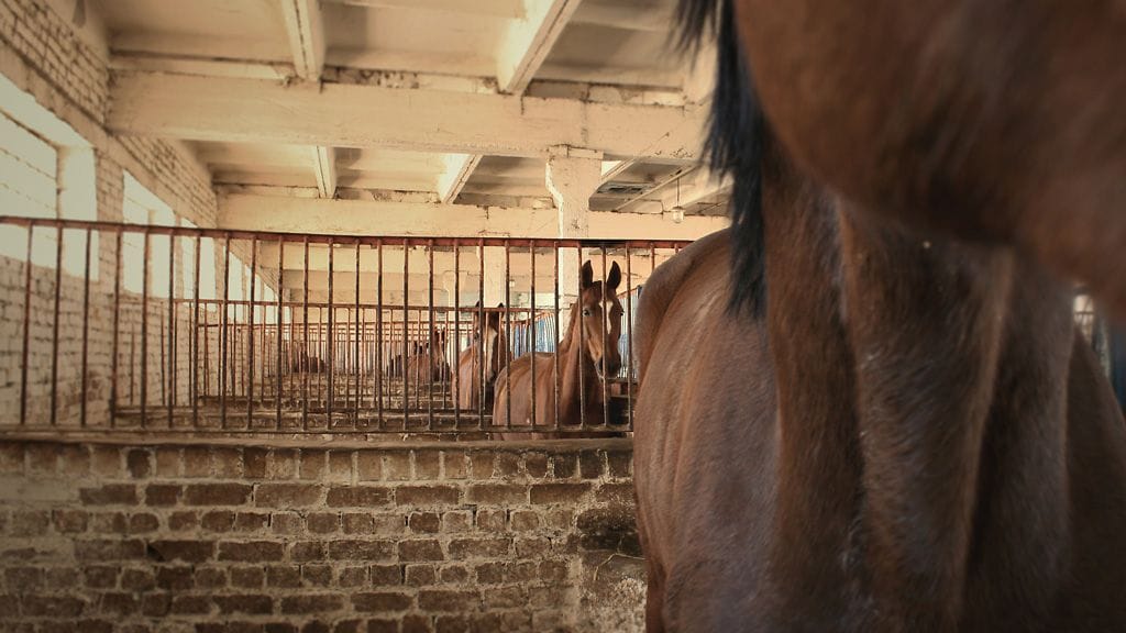 Britanniassa on järkytytty jauhelihapihveistä, josta osa on ollut hevosenlihaa. Kuvituskuva.