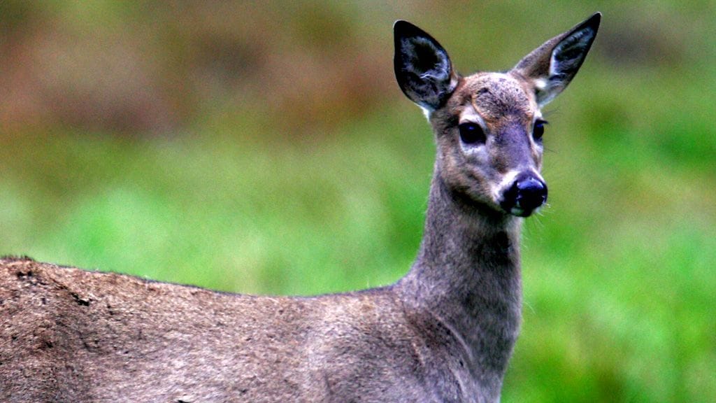 Vaikka peuraonnettomuuksissa harvoin tulee henkilövahinkoja, voi auto joutua kolarin seurauksena lunastukseen. Vuonna 2014 tapahtui 5297 peuraonnettomuutta.