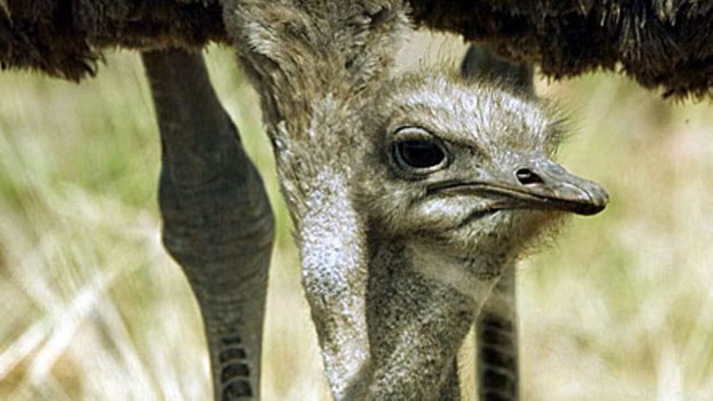 Strutsi Krugerin kansallispuistossa Etelä-Afrikassa. Kuva: Lehtikuva