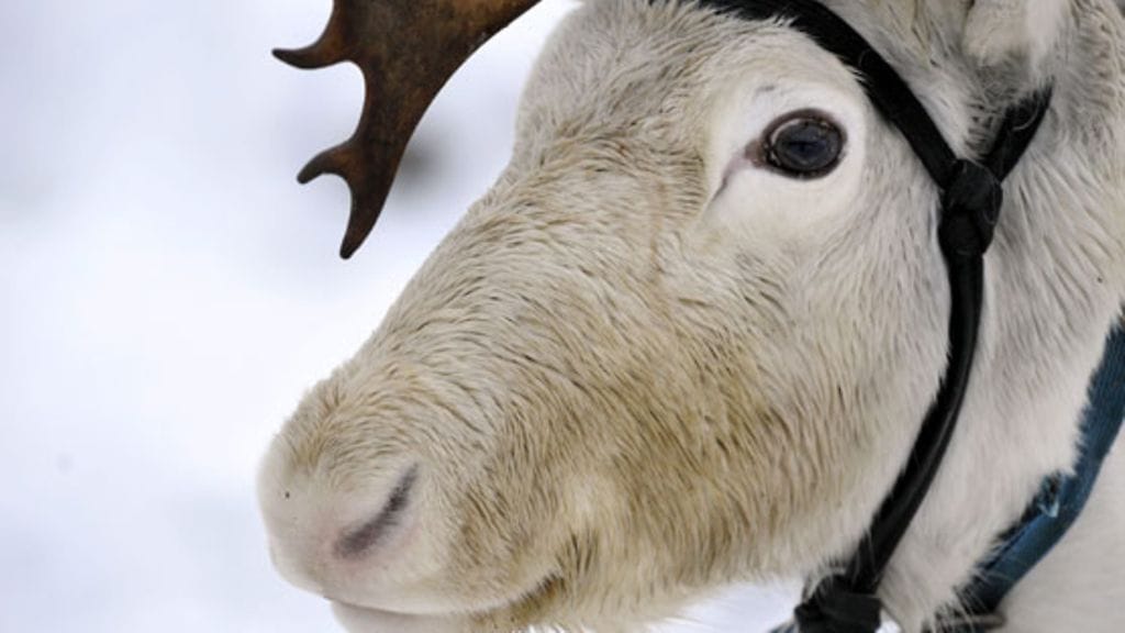 Sovellus näyttää liveen valittujen Kaija, Paula ja Seppo -porojen reitit ja niiden kulkemat matkat. Kuvituskuvan eläin ei liity uutiseen.