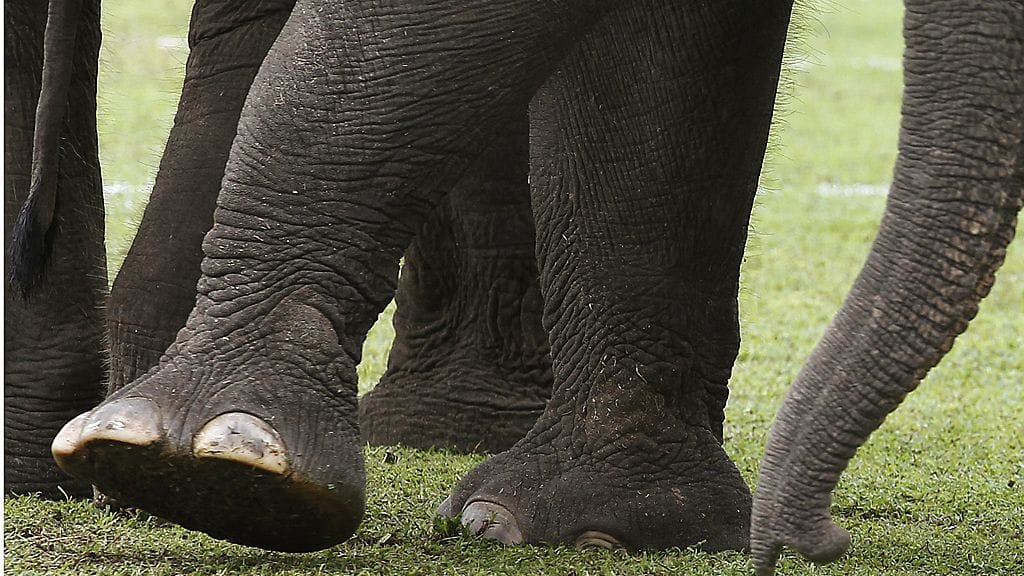 Ei tiedetä, pääsikö Baby-niminen norsu karkuun sirkusteltasta itsekseen vai oliko joku päästänyt sen tahallaan ulos. Kuvituskuva.