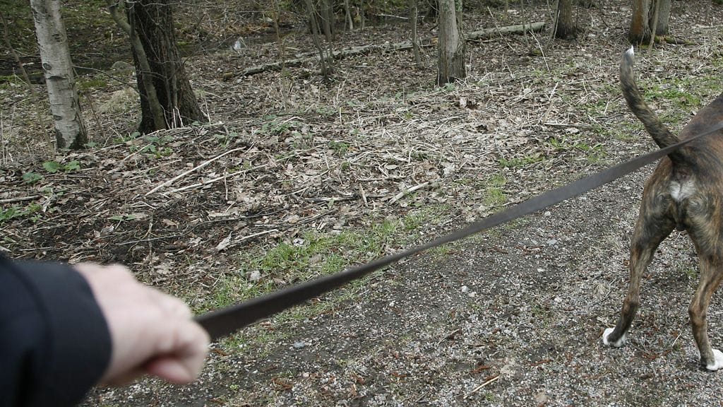 Kuvituskuva, kuvan henkilö ja koira eivät liity uutiseen.