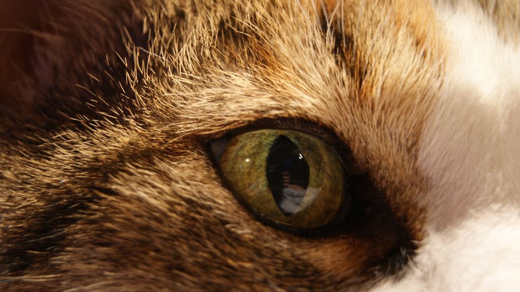 Kuvituskuva. Katso ihmisten somessa jakamia kissakuvia jutun sisältä.