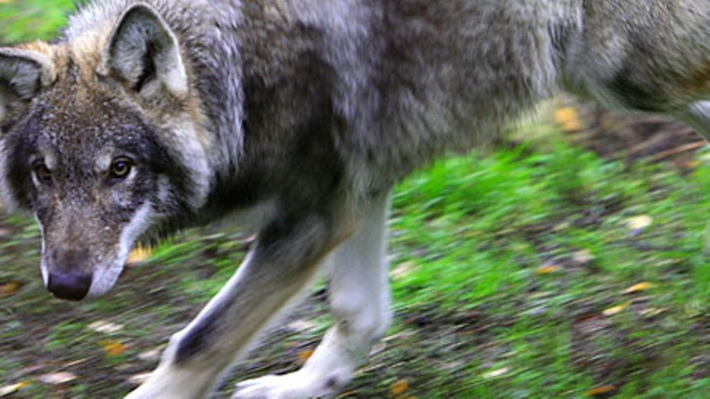Susi (Canis lupus) Ähtärin eläinpuistossa. Kuva: Lehtikuva