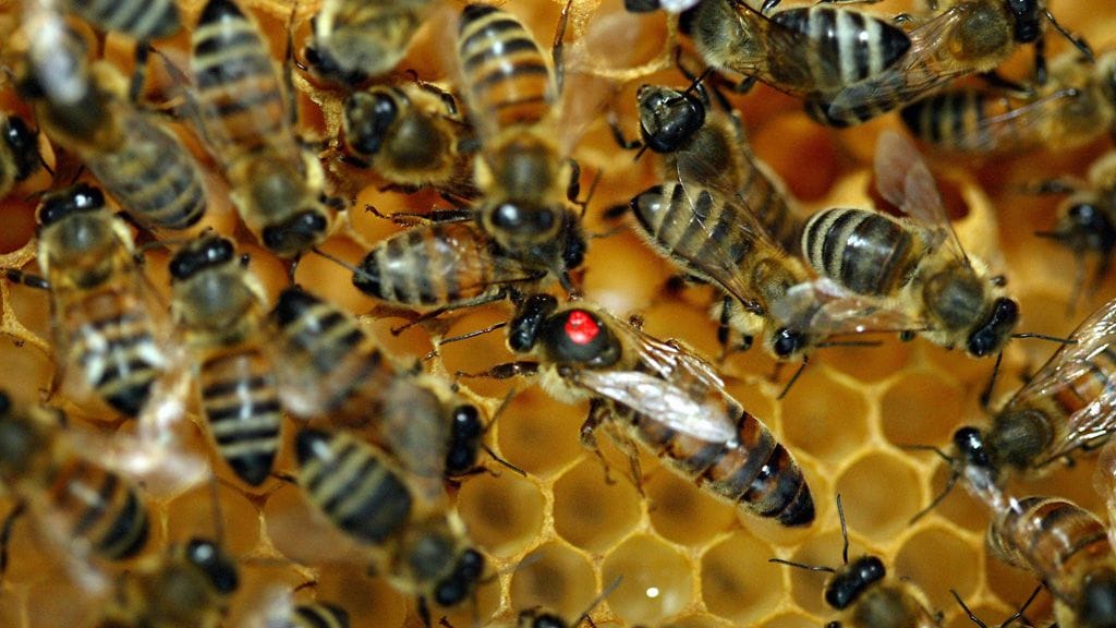 Mehiläispesässä on arviolta 40 000 mehiläistä. Kuvassa kuningattaren selkään on maalattu punainen täplä.