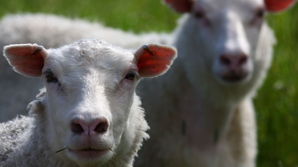 Mies tainnutti lampaat lyömällä niitä pesäpallomailalla niskaan, vuodattaen niistä sitten veret viiltämällä kaulan auki.