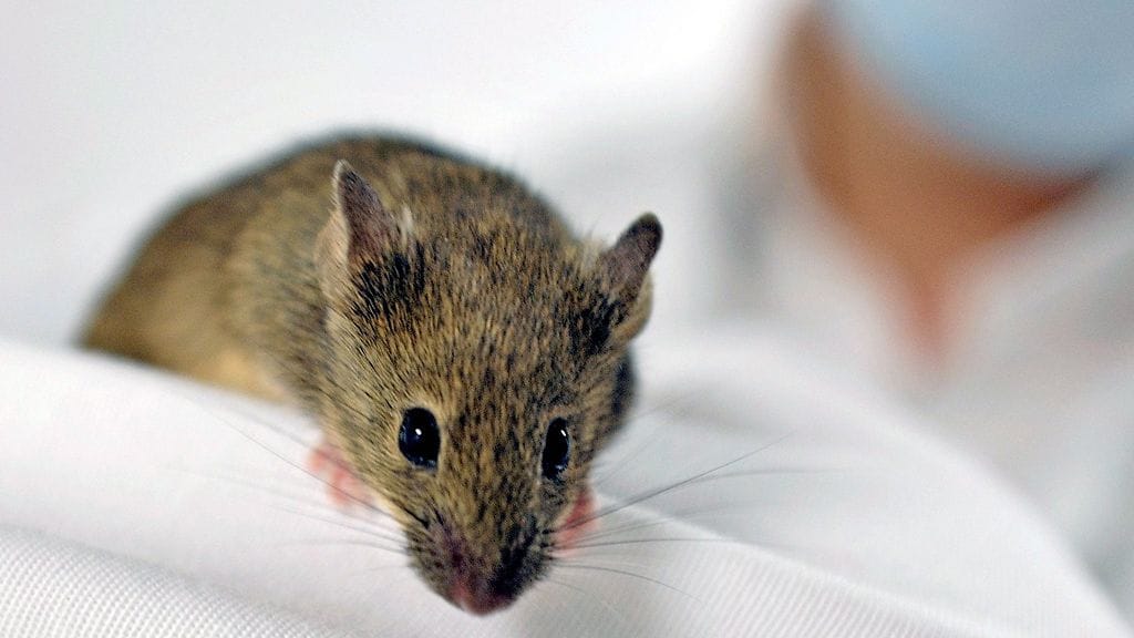 Jos kaveria kutittaa, niin helposti itseäkin. Ilmiö osoittautui tutuksi hiirilläkin.