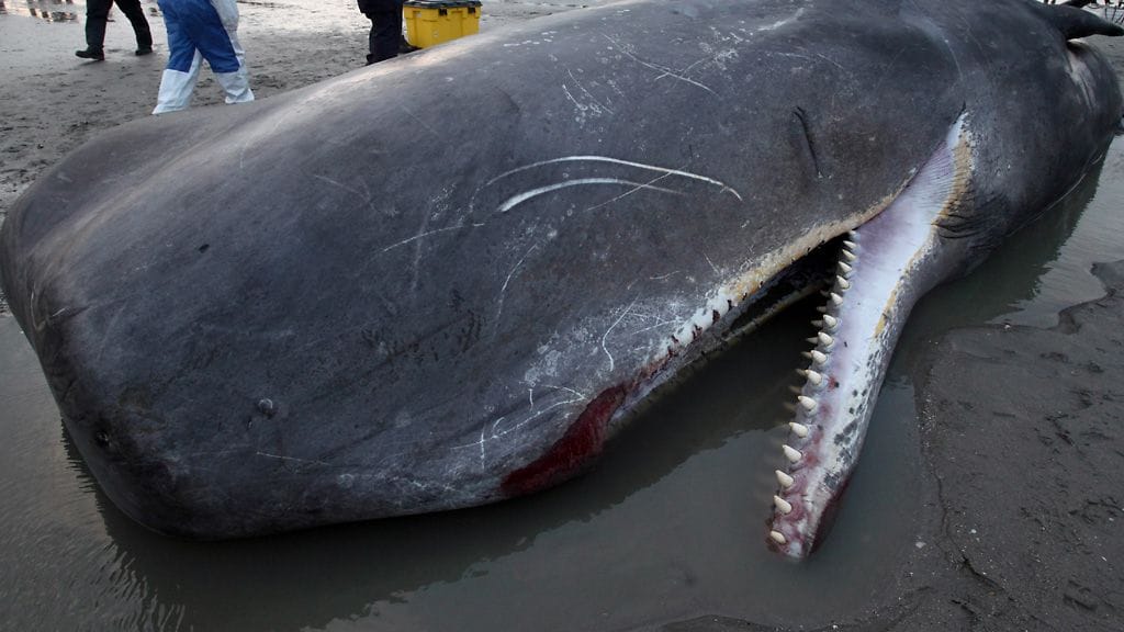 Espanjassa lähes 20 kiloa roskaa aiheutui kaskelotin kuolemaksi. Kuvan kaskelotti ei ole Andalusiassa kuollut yksilö.