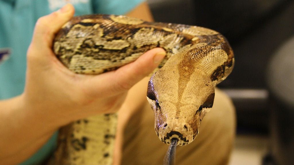 Maija-boa Sea Life Helsingin karanteeinissa 17. syyskuuta 2012.