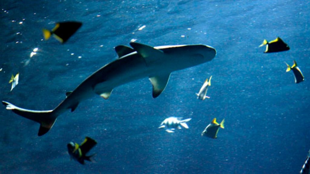 Miehen tappaneen hain lajia ei ole saatu selville.