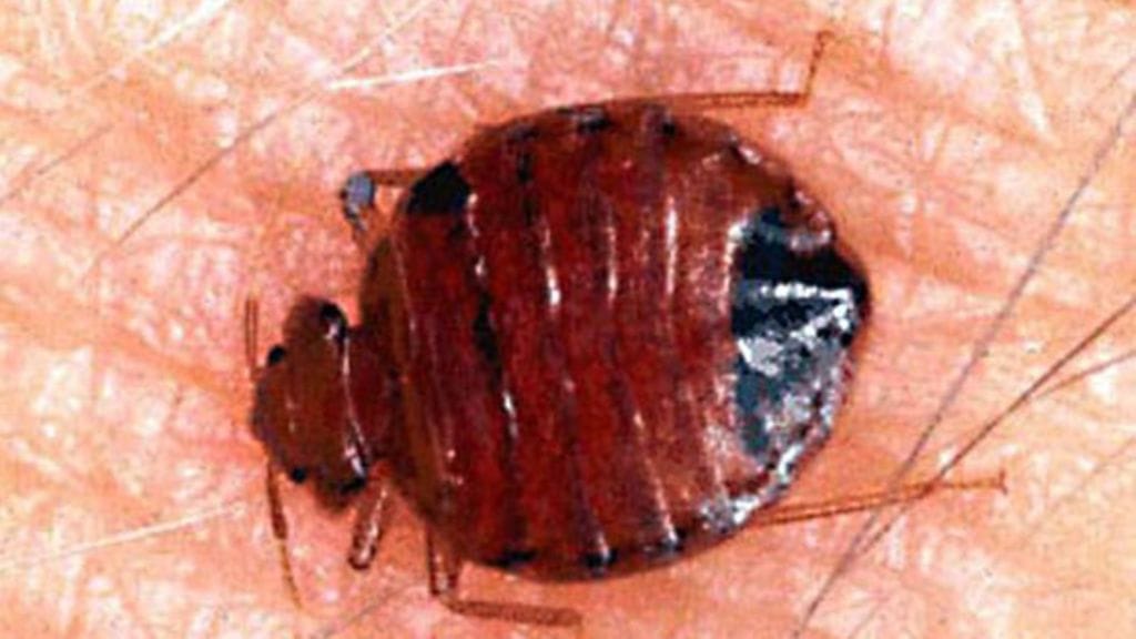 Laivayhtiön mukaan tuholaistorjuntayritys selvittää tuholaisepäilyä kolmessa laivan hytissä.