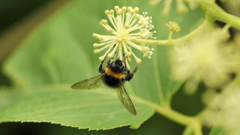 WWF:n uudessa luontolivessä seurataan pölyttäjien elämää.